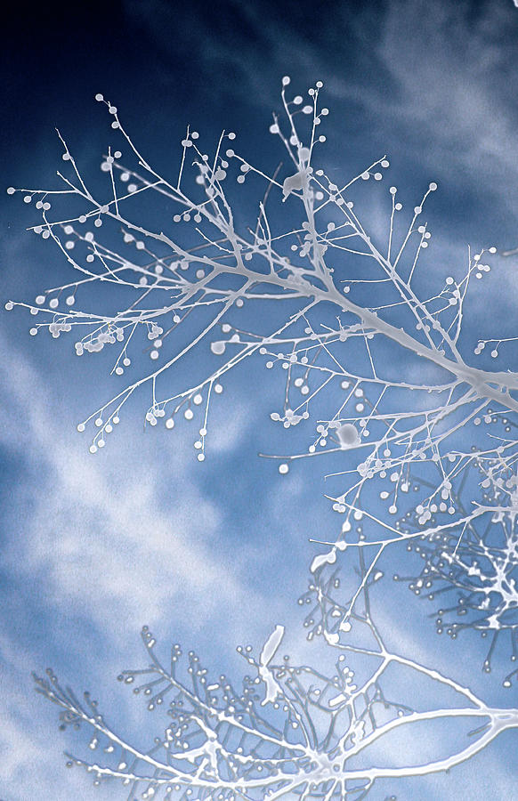 White Winter Branches Photograph by W Craig Photography