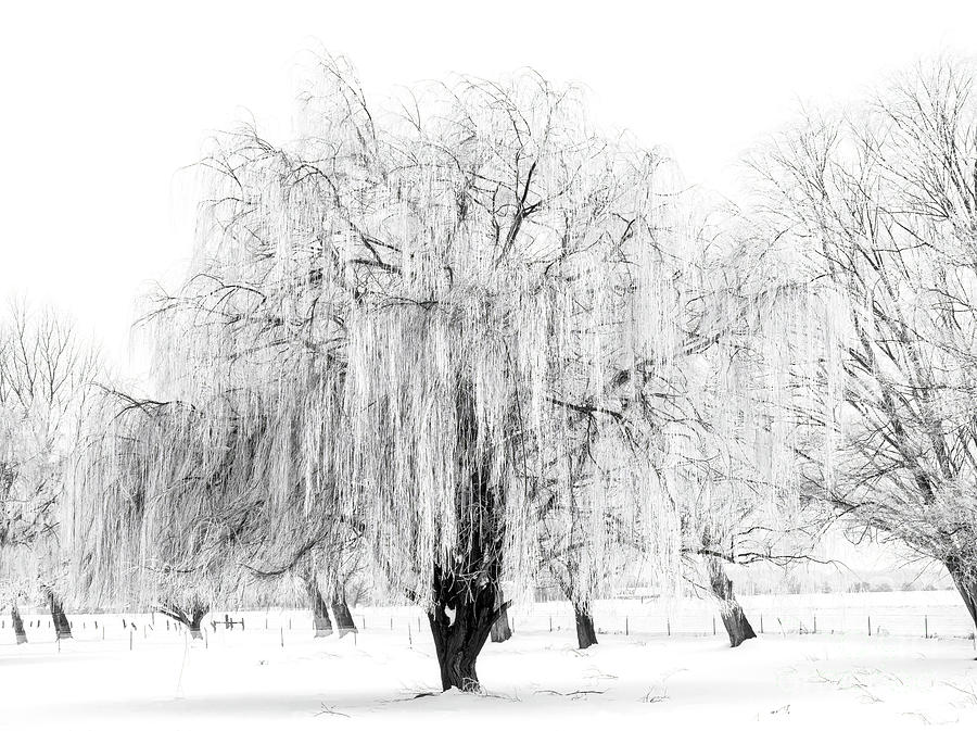White Winter Lace Photograph
