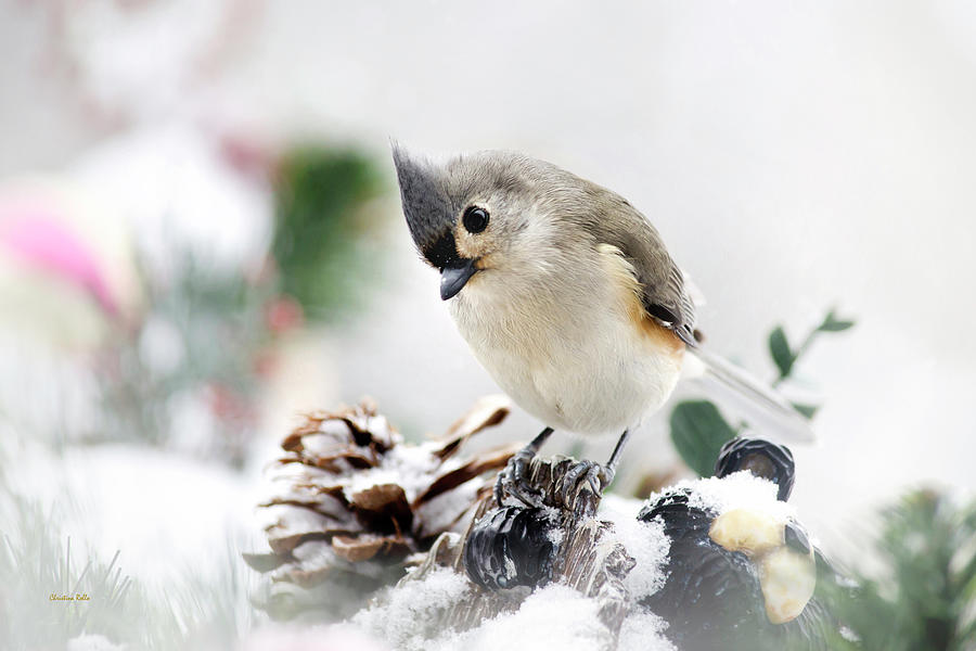 Titmouse Photograph - White Winter Titmouse Bird by Christina Rollo