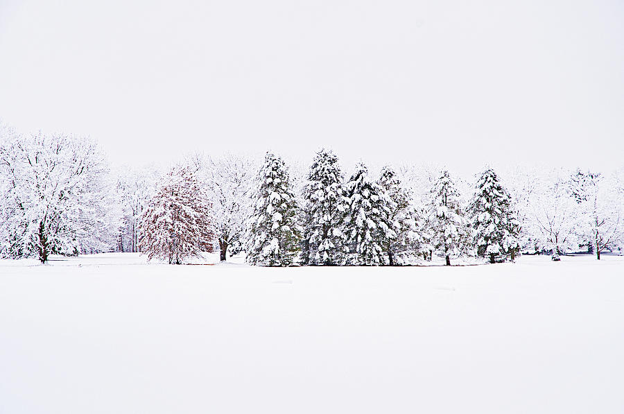 White Winter Wonderland Photograph by Jill Love
