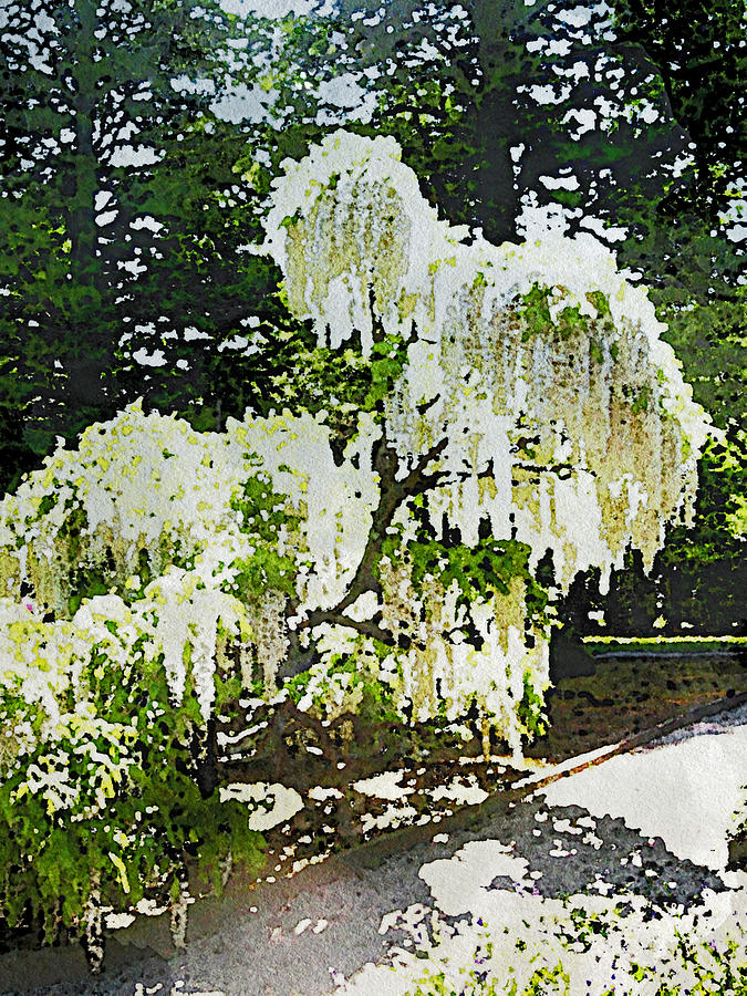 White Wisteria at Longwood Digital Art by Susan Maxwell Schmidt