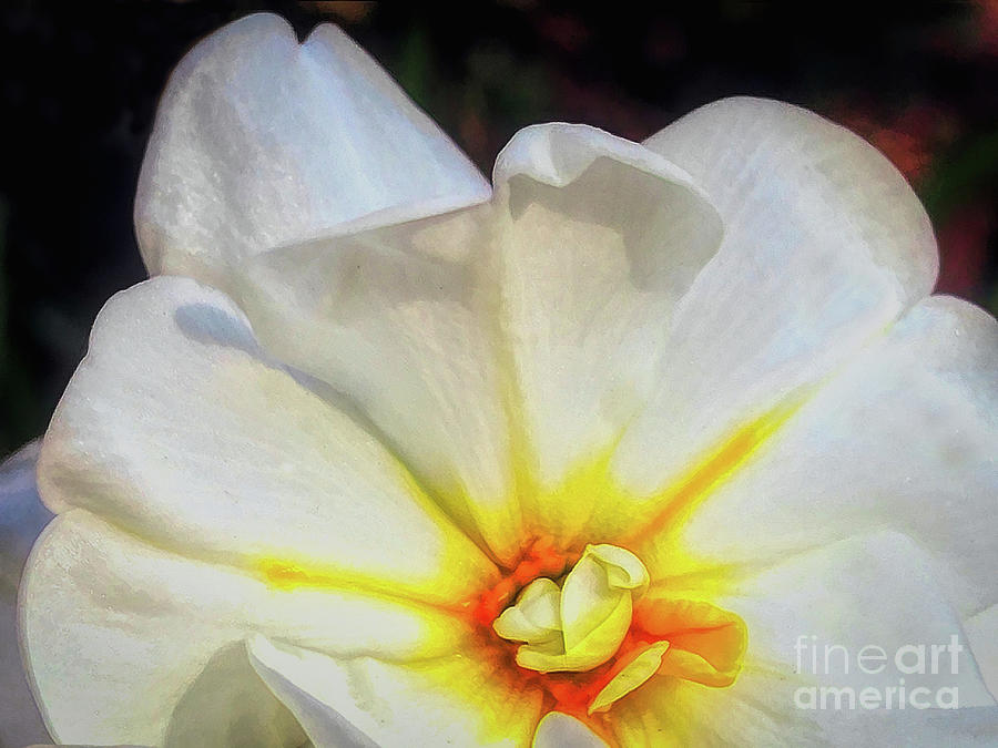 Spring Digital Art - White with a Touch of Yellow by Amy Dundon