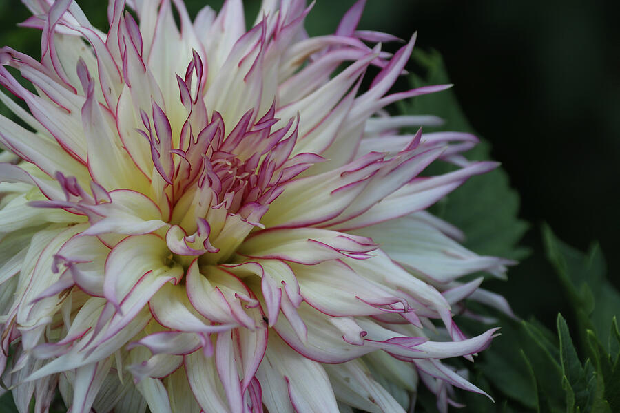 Flowers Still Life Photograph - White with Pink Edges Dahlia    WD0825 by Barbara Elizabeth