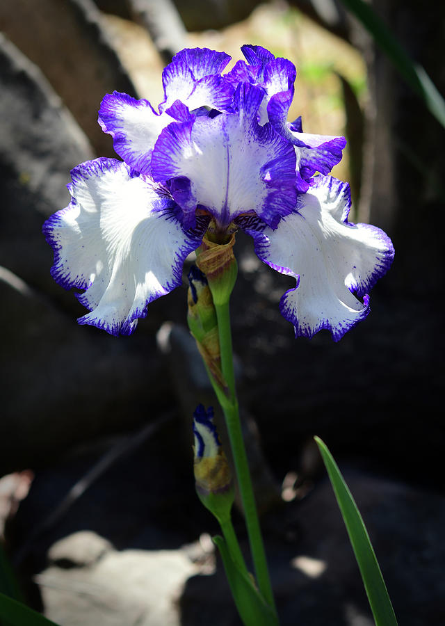 White with Purple Fringe Bearded Iris Photograph by Cynthia Westbrook
