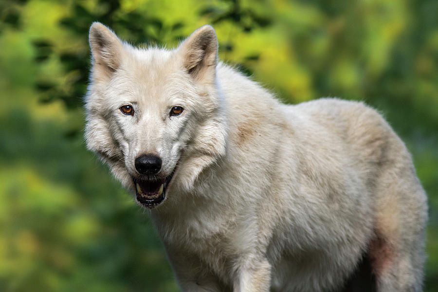 White Wolf Photograph by Arterra Picture Library