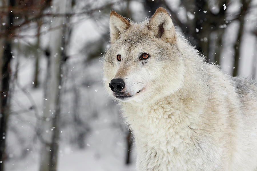 White Wolf Beauty Photograph by Wes and Dotty Weber
