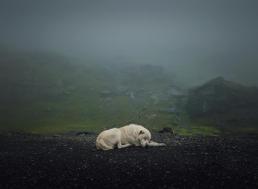 White Wolf Dog Photograph by PsychoShadow ART