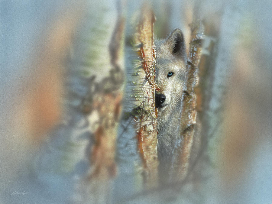 White Wolf Focused Painting by Collin Bogle