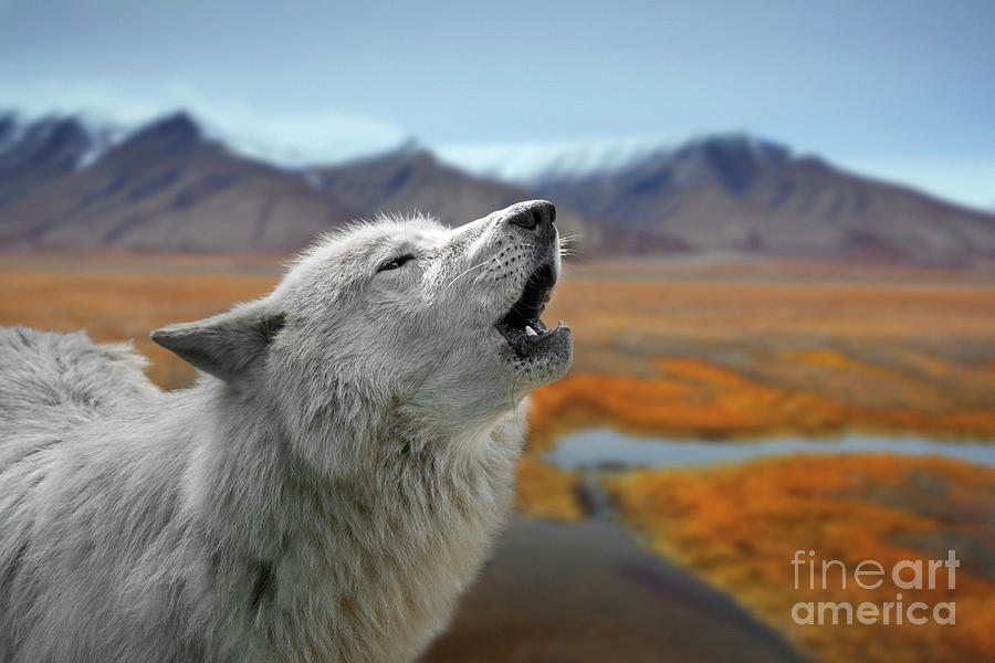 White Wolf Howling Photograph by Arterra Picture Library