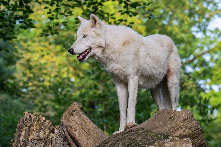 White Wolf in Forest Photograph by Arterra Picture Library