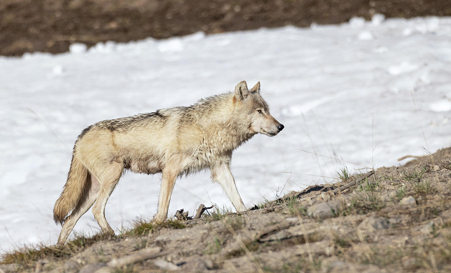 White Wolf in Hayden Valley Photograph by Max Waugh