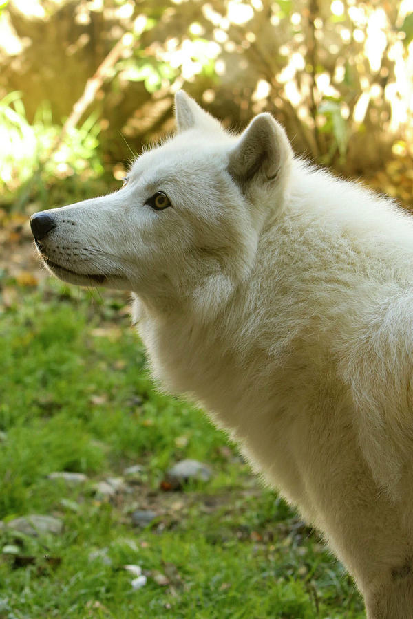 White Wolf Photograph by Kristina Pagan - Fine Art America