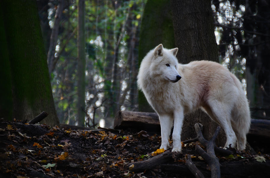 White Wolf Looking Photograph by Sam_eder