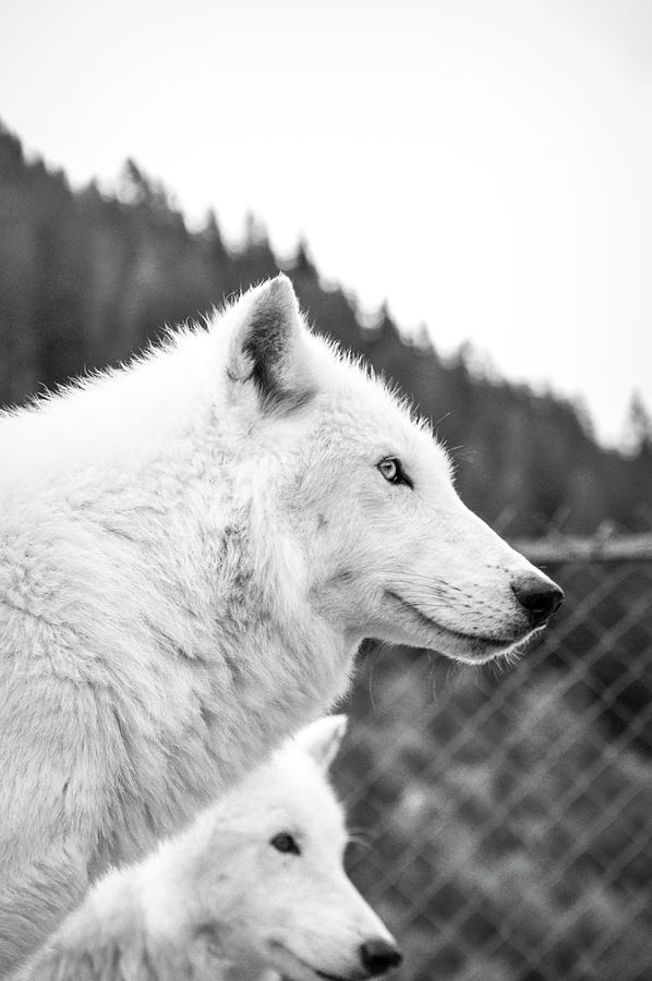 White Wolf On Snow Covered Ground_0001 Digital Art