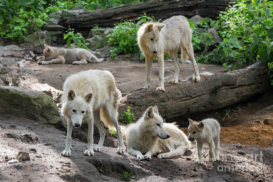 White Wolf Pack at Den Photograph by Arterra Picture Library