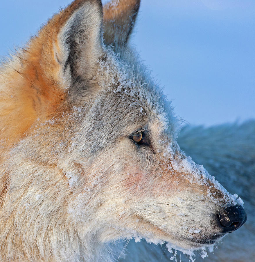 White Wolf Profile- 540F Photograph by Mark Miller