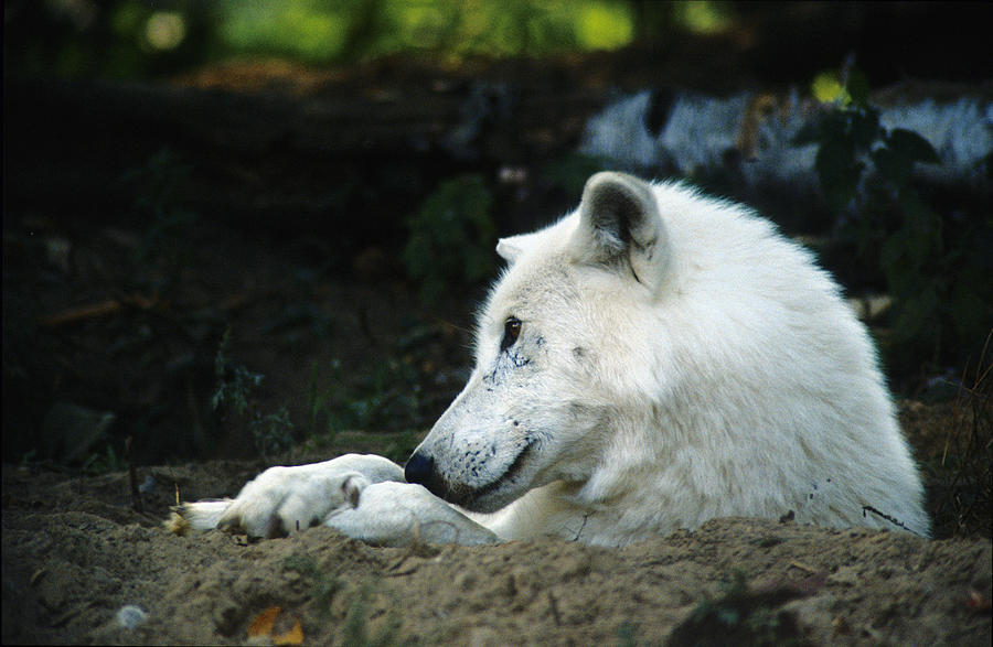 White Wolf Relaxes Photograph by Steve Somerville