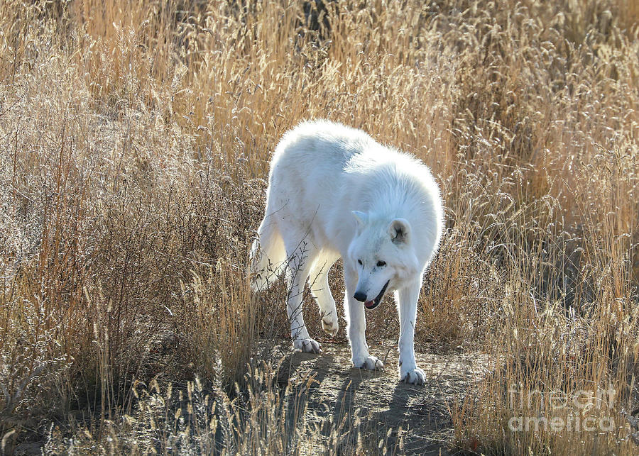 White Wolf Photograph by Shirley Dutchkowski