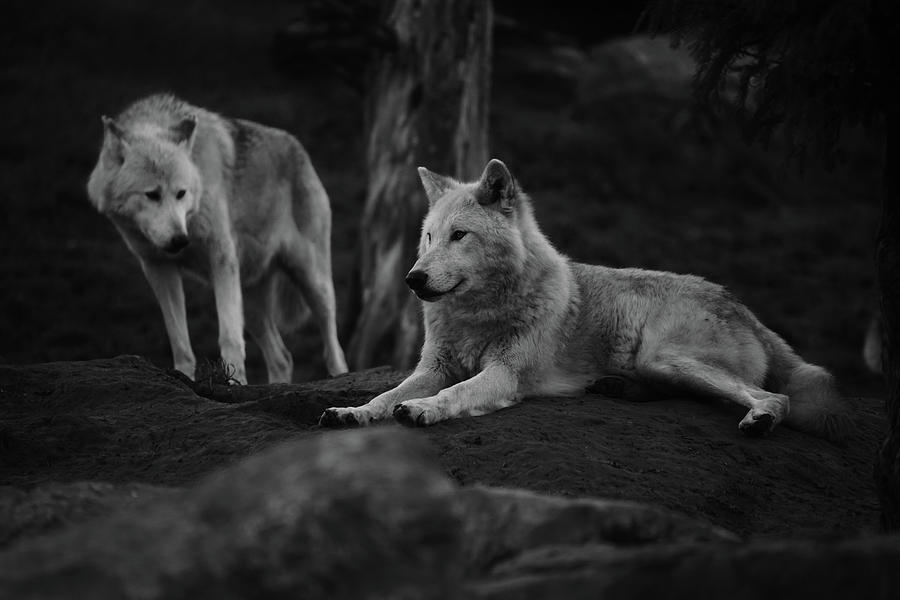 White wolves Photograph by Dave Schrauwen - Fine Art America