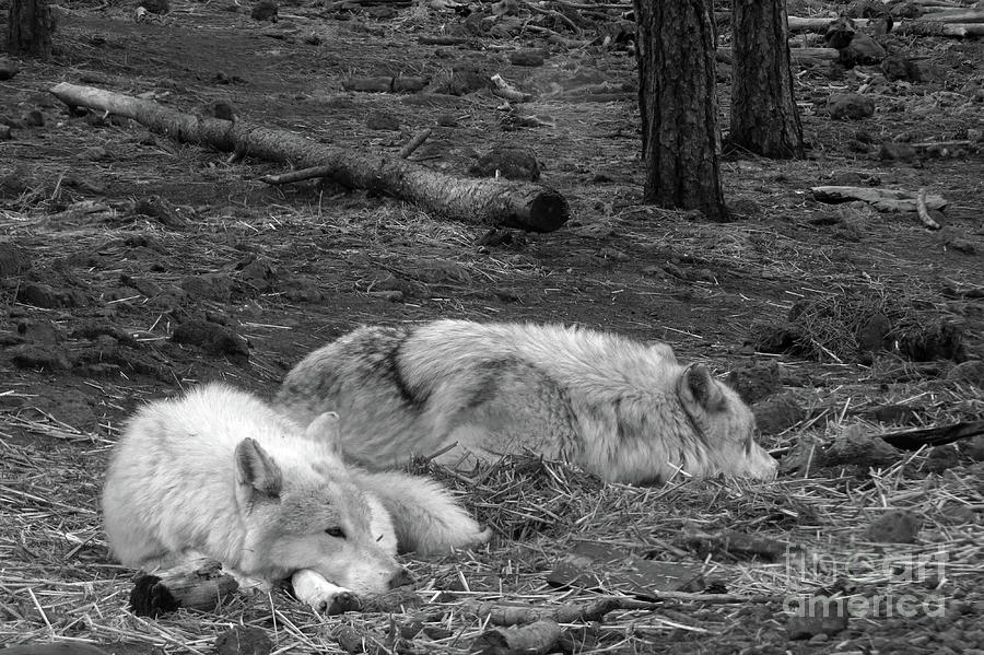 White Wolves Photograph by Mary Mikawoz