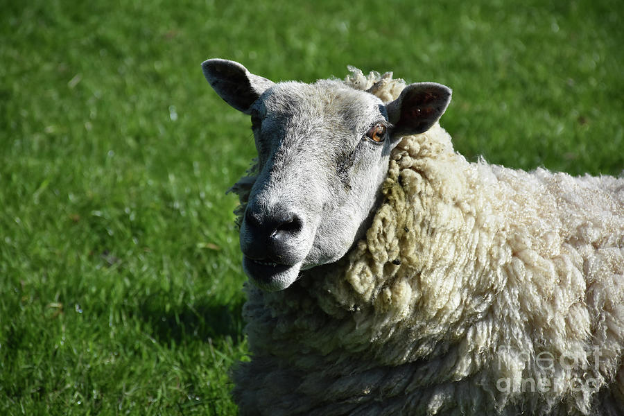 White Wooly Sheep in a Lush Grass Field Photograph by DejaVu Designs ...