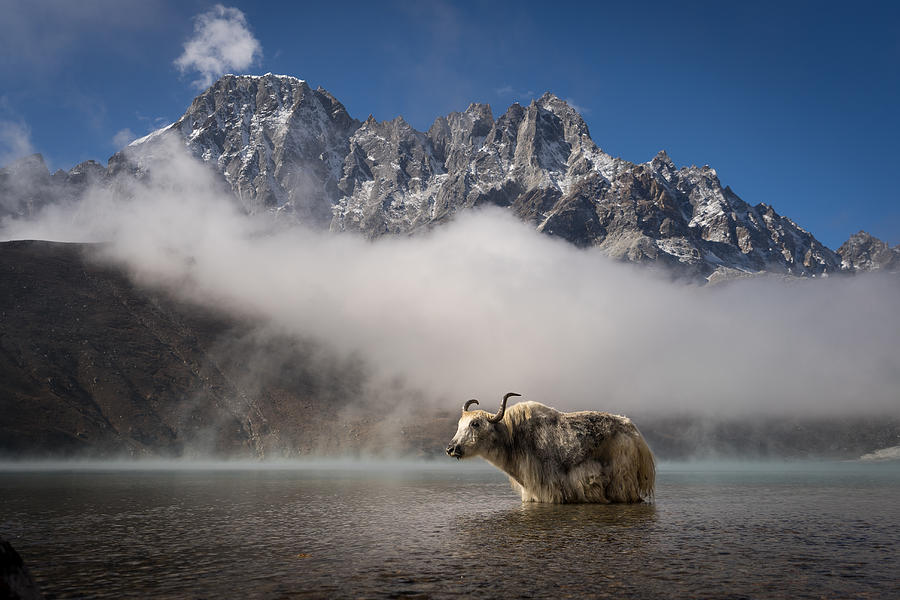 White yak in Gokyo lake, Everest region Photograph by Punnawit Suwuttananun