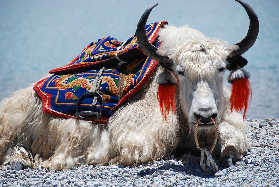 White Yak sitting at Yamdrok lake in Tibet Photograph by Volanthevist