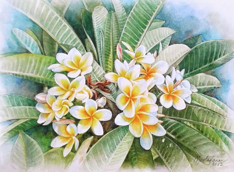 White Yellow Plumeria Frangipani Painting by Mon Fagtanac Pixels