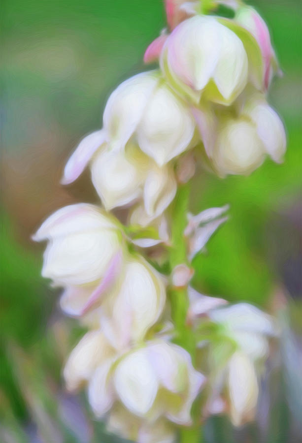 White Yucca Flowers with Soft Background by Barbara Rogers White Yucca Flowers with Soft Background by Barbara Rogers