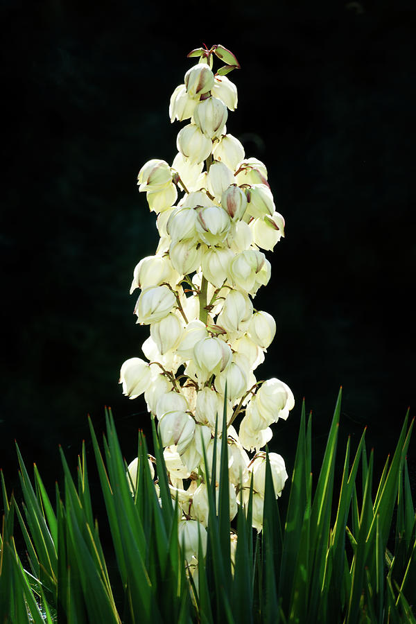  White yucca glowing in the dark Photograph by Jean-Luc Farges