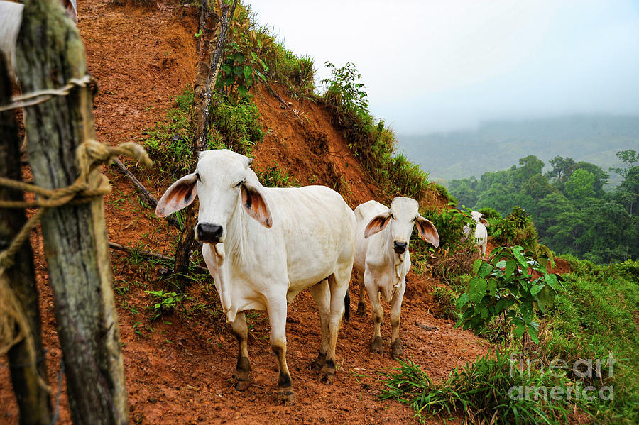 White Zebu cattle walking in line on a Costa Rican hillside. Photograph by Gunther Allen