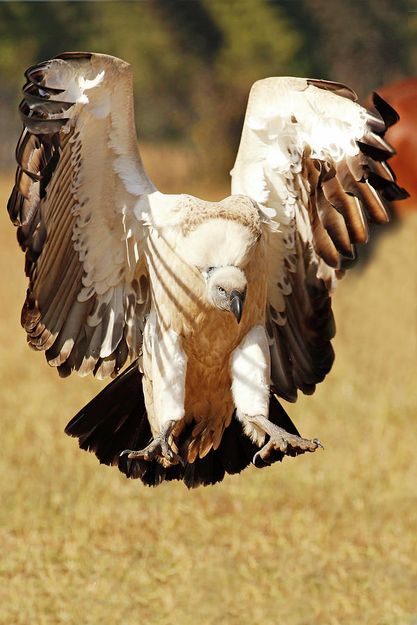 Whitebacked Vulture Landing Photograph by MaryJane Sesto