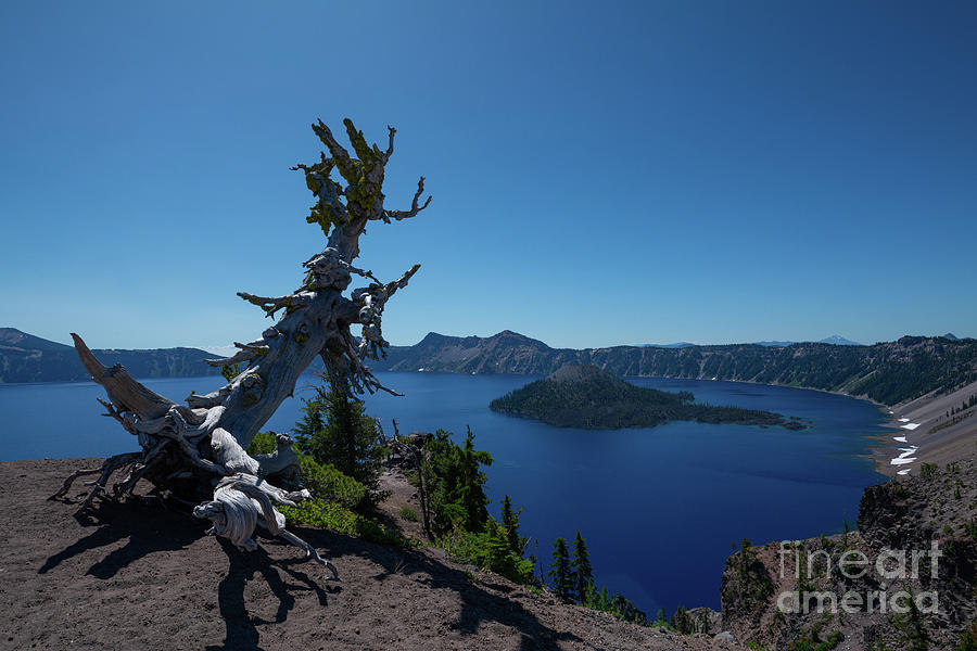 Whitebark Pine, Crater Lake Photograph by Michael Ver Sprill