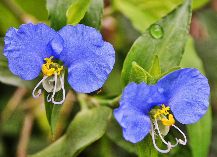 Whitemouth Dayflowers with Dew Photograph by Gaby Ethington - Fine Art ...