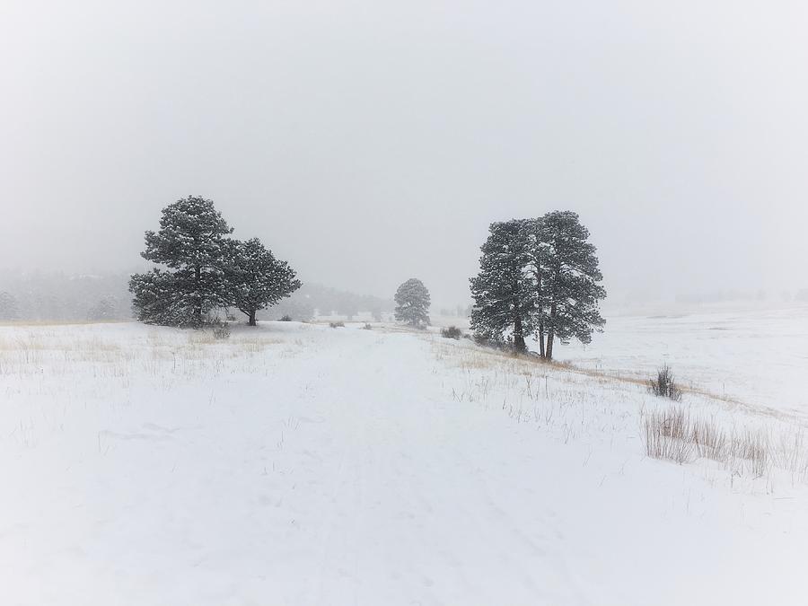 Whiteout Photograph by Dan Miller