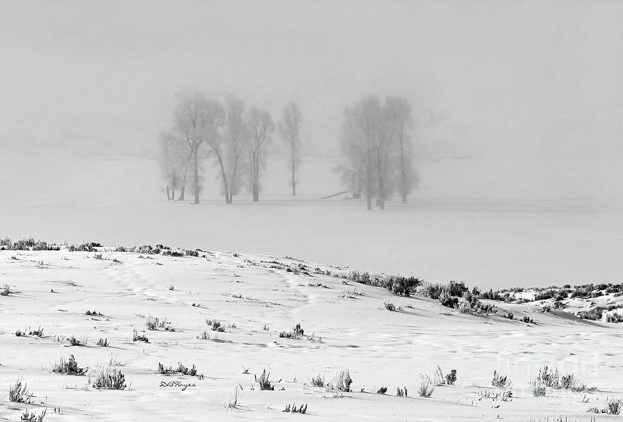 Whiteout Photograph by DB Hayes
