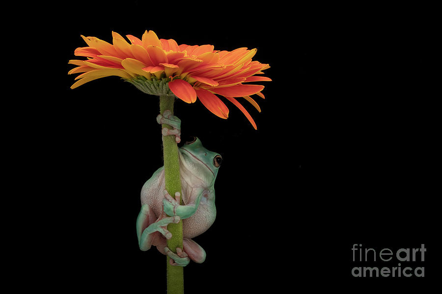 Whites Tree Frog and a Gerber Daisy Photograph by Linda D Lester
