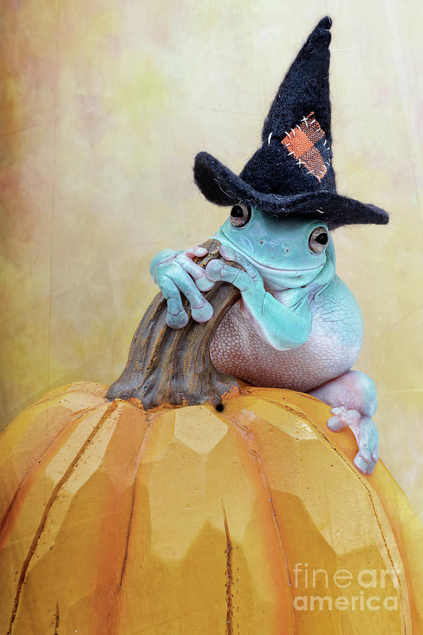 Whites Tree Frog Halloween Photograph by Linda D Lester