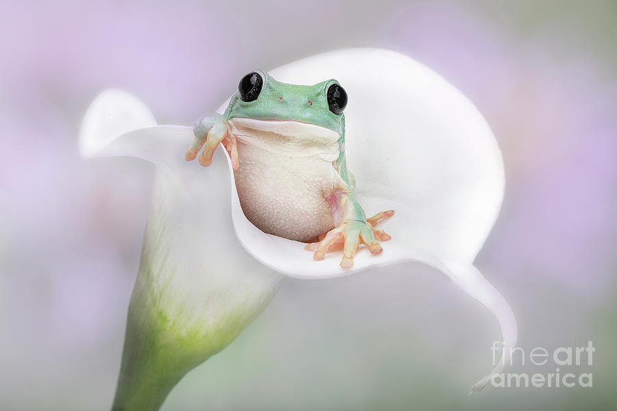 Lily Photograph - Whites Tree Frog in a CallaLily by Linda D Lester