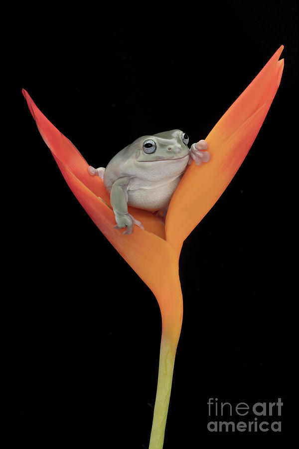 Frog Photograph - Whites Tree Frog on a Tropical Flower by Linda D Lester