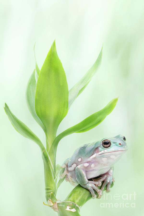 Frog Photograph - Whites Tree Frog Sitting On Lucky Bamboo by Linda D Lester Frog Photograph - Whites Tree Frog Sitting On Lucky Bamboo by Linda D Lester