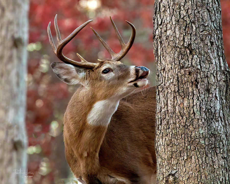 Whitetail #682 Photograph by Timothy Harris