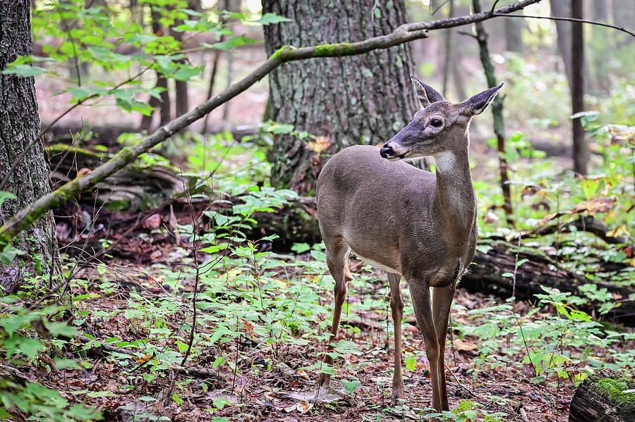 Whitetail among the hardwoods Photograph by Ed Stokes