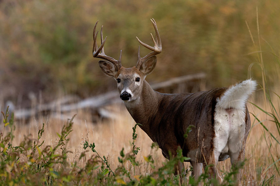 Whitetail aware Photograph by Mark Brendemuehl - Fine Art America