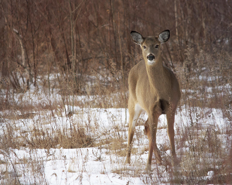 Whitetail Beauty Photograph by Sue Capuano