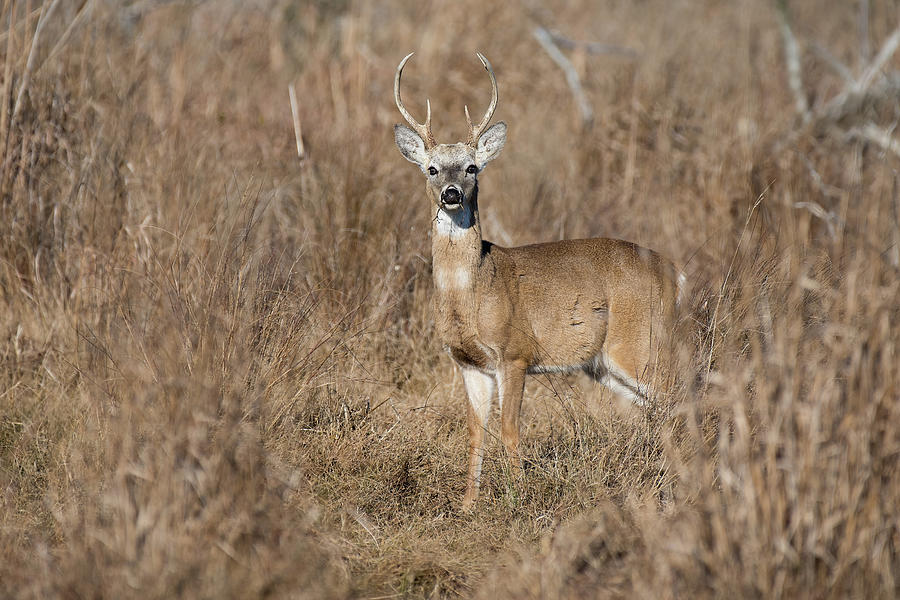 Whitetail Buck Alert Photograph by Fon Denton - Fine Art America