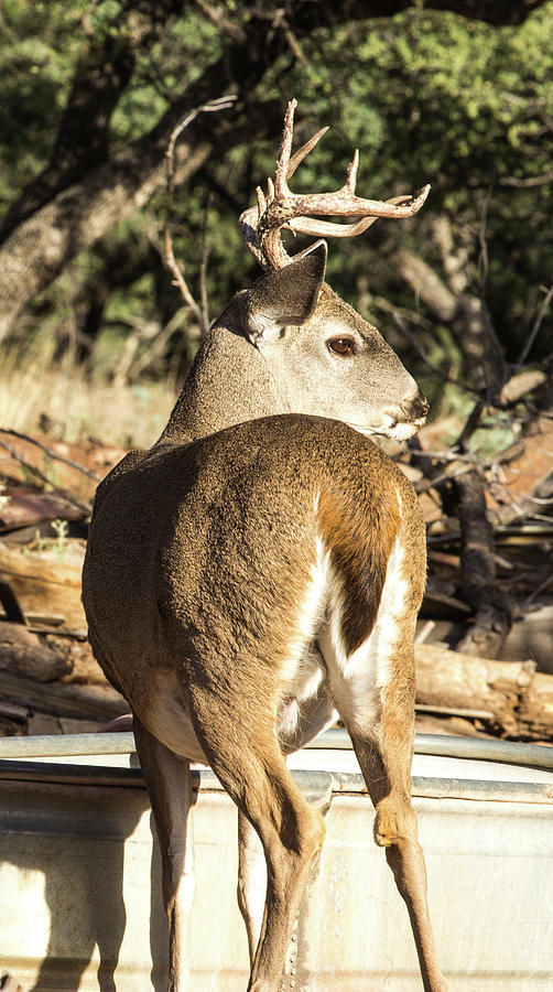 Whitetail Buck at the Water Tank Photograph by Renny Spencer