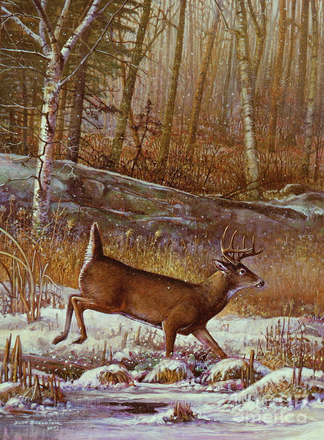 Whitetail Buck Deer  Painting by Scott Zoellick