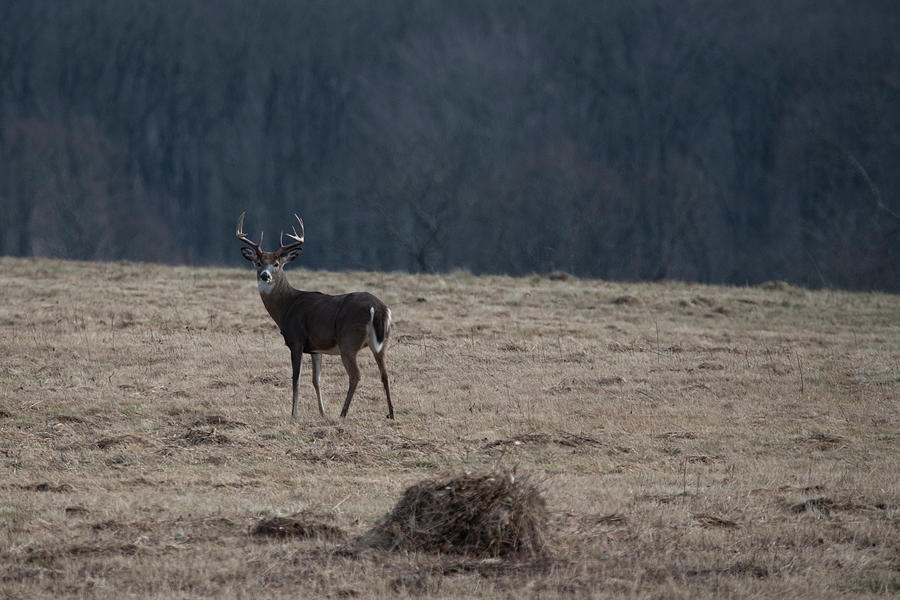 Whitetail buck in field looking back Photograph by Dan Friend