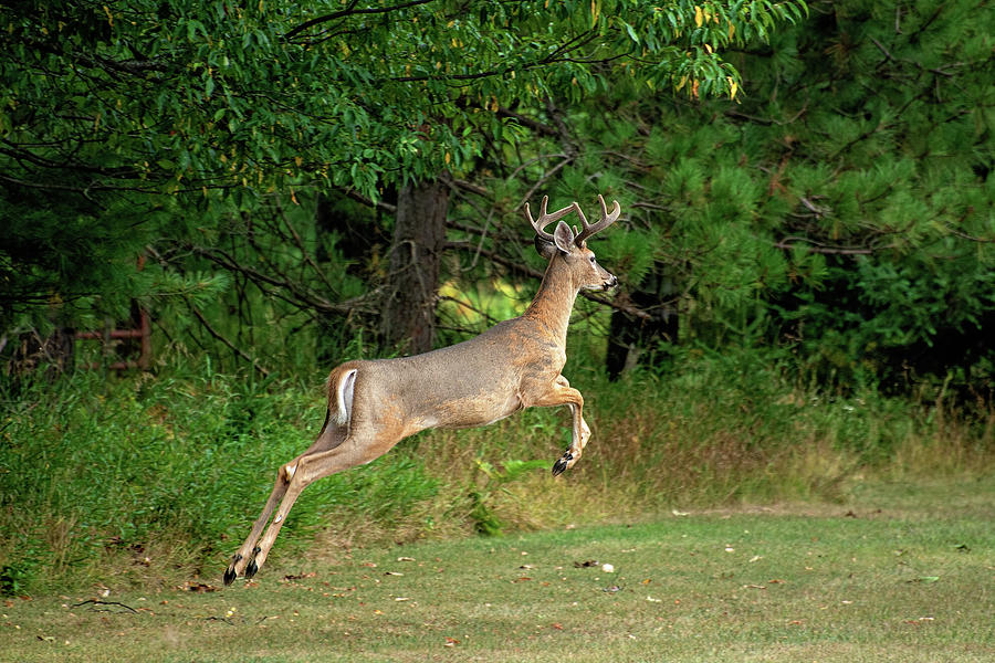Whitetail Buck in motion Photograph by Gwen Gibson